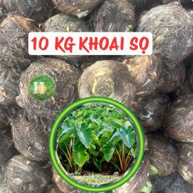 10 Kg khoai sọ ruột trắng giá đổ sỉ