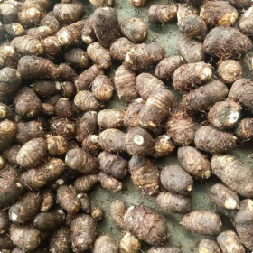 Khoai sọ ruột trắng giá buôn