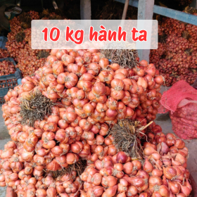 10 Kg Hành khô giá sỉ, cắt cuống sạch đẹp